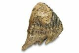 Fossil Woolly Mammoth Lower M Molar - Poland #295845-5